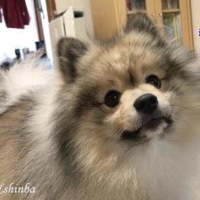 飼い主の言葉を絶対理解してるなって思えるポメラニアン