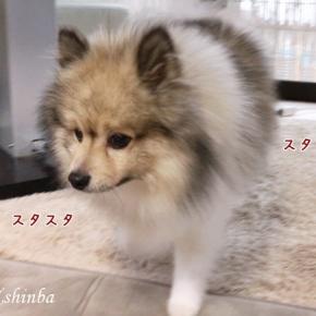 飼い主の腰痛とポメラニアン