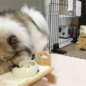 お水の飲み方が対照的なポメラニアン