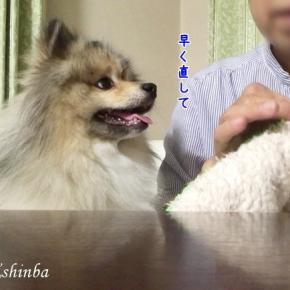 オペの回数を減らしたい飼い主とそれを阻むポメラニアン