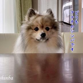 飼い主の萌えツボ