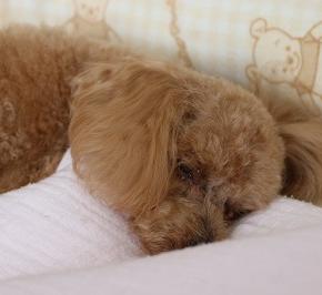 眠り姫と夏の花鉢