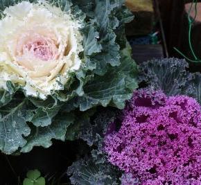 デカ！葉ボタンを買った訳