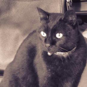 今日は先代の愛猫「むさし」の命日。