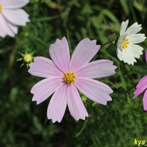 三川内コスモスロード2024