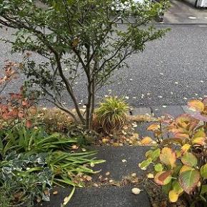 落ち葉拾いの季節かな