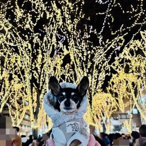 光のページェント2025