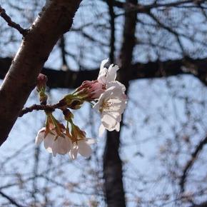 お花見@駒沢オリンピック公園。