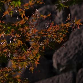 朝からカモの人(大阪城公園・2025.11.3) その3