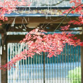 Autumn Leaves～フィルム編(2025年11月某日) その2