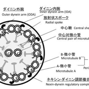 11/12②呼吸器内科定期受診日〜情報開示って？編〜