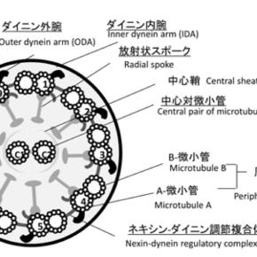 12/23医療費助成制度(指定難病)の再度申請書提出へ