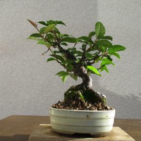 梅擬（ウメモドキ）開花です。