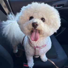 もなかはパテラの手術でした