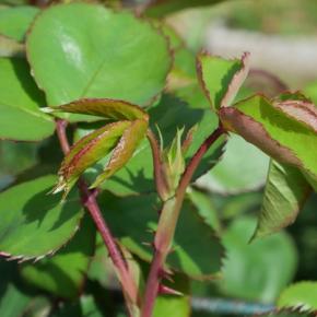 バラの蕾発見、バラゾウムシ出てきました(~_~;)
