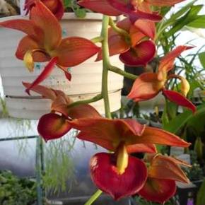 シクノデス タイワン オレンジ ‛オーチス’