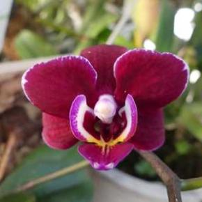 名無しの胡蝶蘭