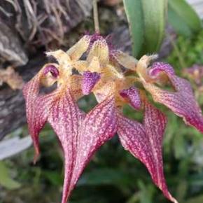 バルボフィラム （ロスチャイルディアナム × アナンダレイ）