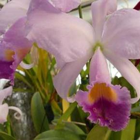 カトレヤ トリアネ セルレア(Fusa ×Exelsa)