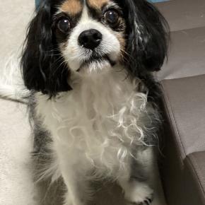 12歳になりました。