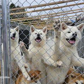 夢中になっているのは