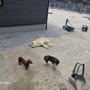 やっばり走りラン