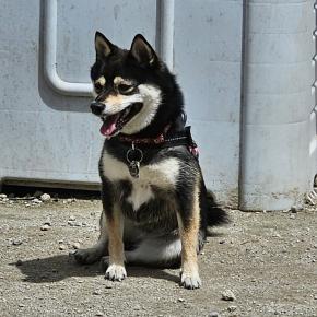 里帰りしてくれた豆柴凛ちゃん