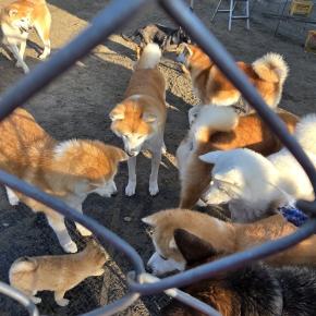 里親様募集しています