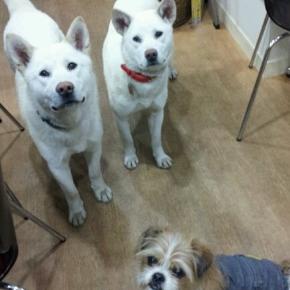 本日営業と熊に襲われる犬…