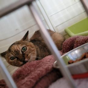 本日営業と祝日営業のお知らせと新入りマリ