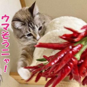 食欲の秋でもないのに