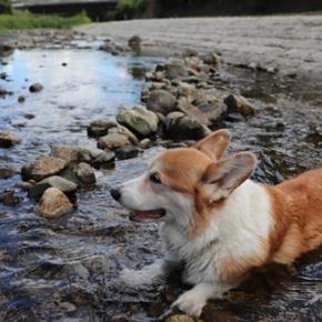 今年初めての川遊び