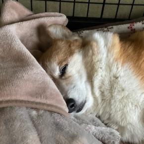 最近のおやすみ事情