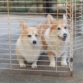 ニッコニッコの日