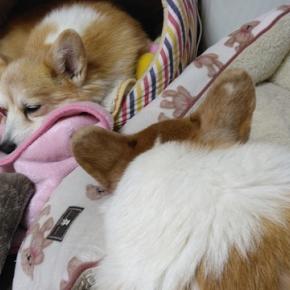 お正月二日目 寒くて静かな一日