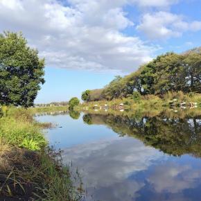 へらぶな釣り in びん沼