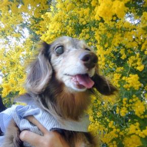 ワンコとドライブ♪千葉でミモザ～花ファンタジア