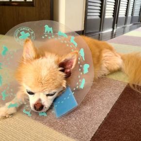 わが家のひょこりはん！