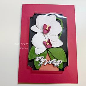 胡蝶蘭カード♪