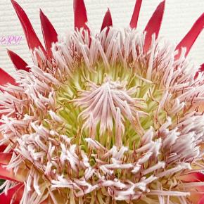 プロテア リトルプリンス と カンガルーポー!