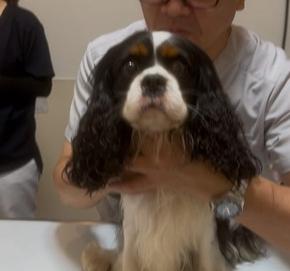 ノアも整体へ行ってきました！☆