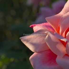 急遽.奄美旅を考え始めた('ω')ノ