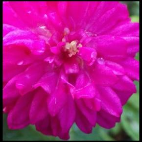 スイートチャリオット