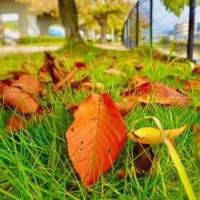 もうすっかり秋ですね〜