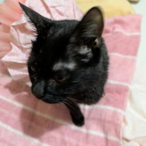 ホタさん舞踏会へ