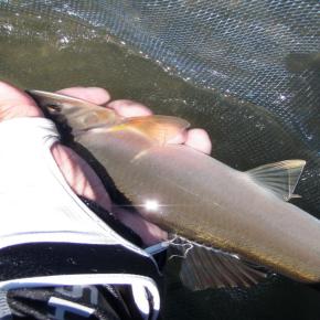 寒グロ（グレ）シーズンはウキの浮力を殺しているから・・・