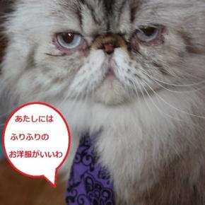 Mrレディの嘆き