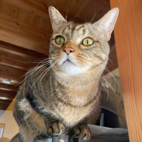 手のかかるまる子とジェラシー星太☆