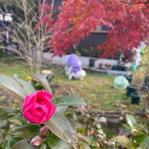 なんでも分かるまる子と草をはむ星太☆