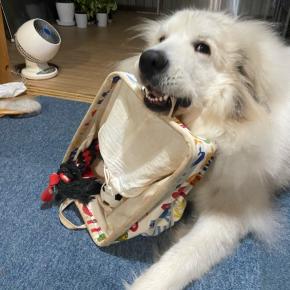 奥ゆかしい所もあるまる子と荒ぶる星太☆